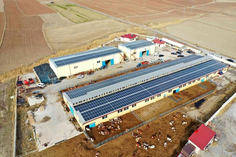 Bu çiftlikte bir yandan süt bir yandan enerji üretiliyor
