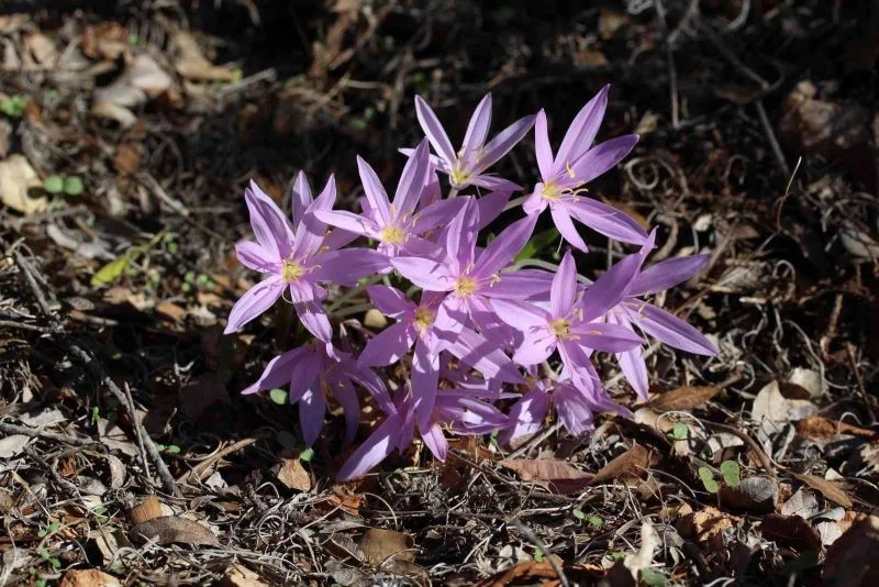 AÜ Fen Bilgisi Öğretmenliği öğrencileri, Termessos Çiğdemini inceledi
