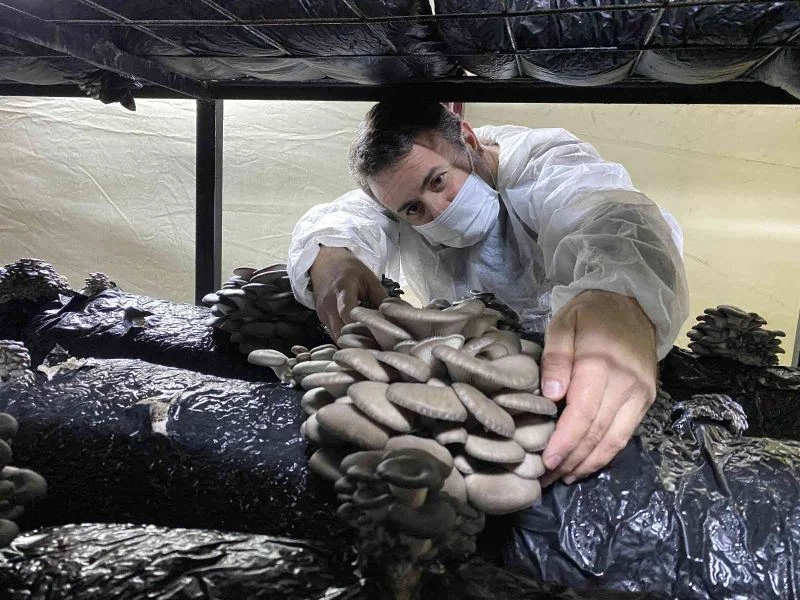 Bahçesine kurduğu çadırlarda 40 ton mantar üretiyor
