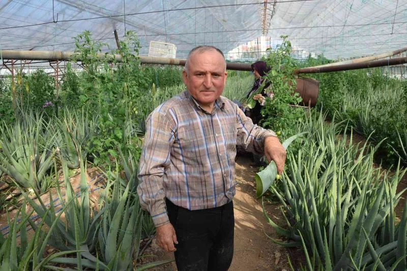 Sebzeden yeterli parayı kazanamayınca serasında aloe veraya yöneldi
