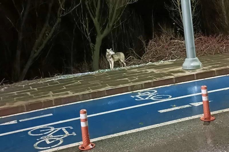 Kelkit’te ilçe merkezine inen kurt kameralara takıldı
