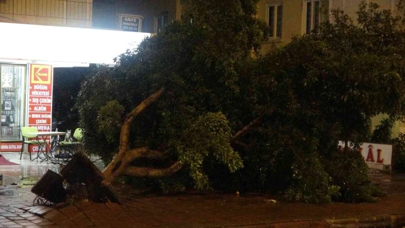 Antalya’da hortum ağaçları kökünden söktü
