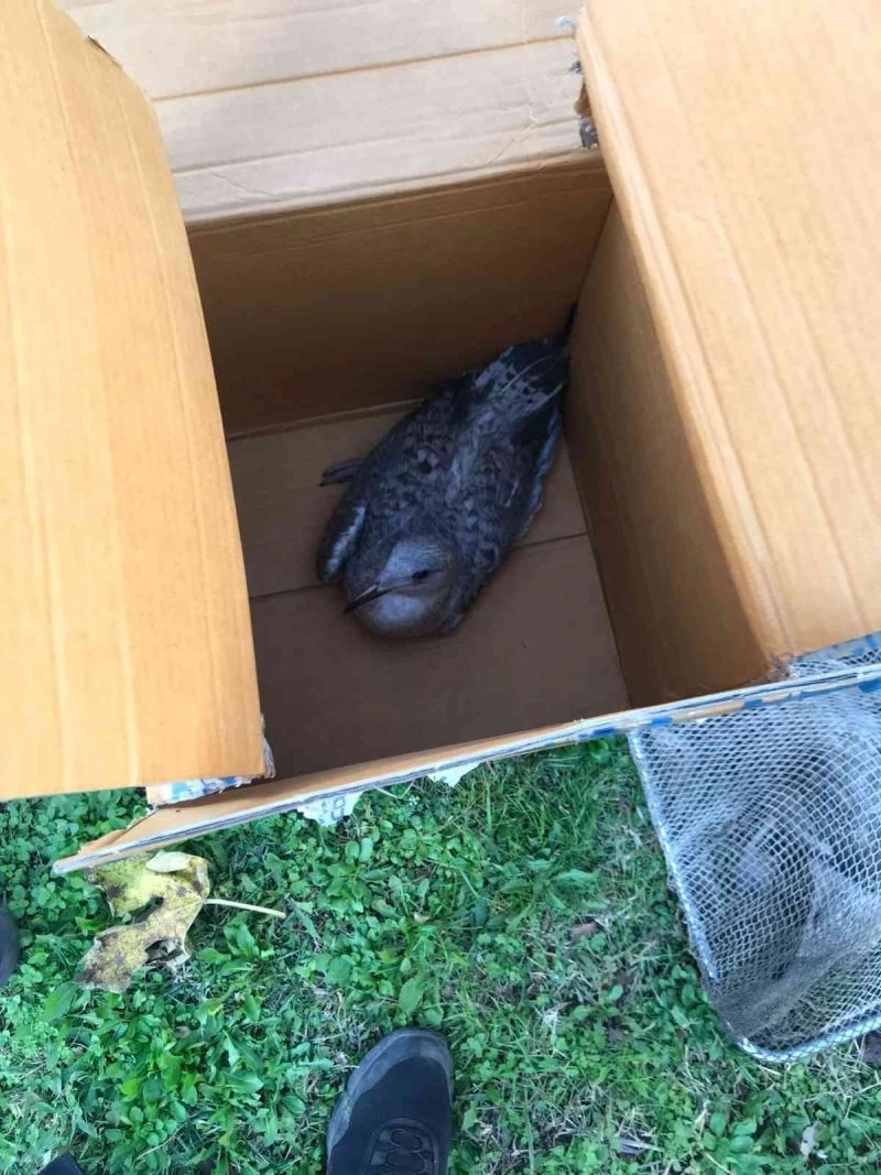 Tenis kortuna sıkışan martılar telef oldu
