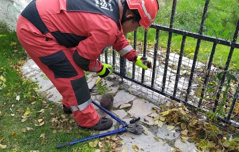 Yolunu şaşıran kirpi korkuluklara sıkıştı
