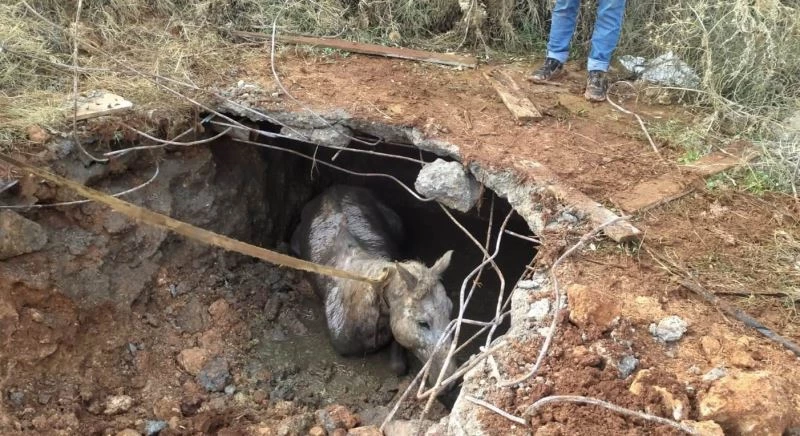 Kaybolan atını bulan sahibi gözlerine inanamadı
