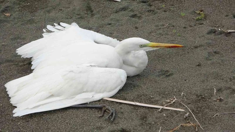 Büyük ak balıkçılı kalbinden vurdular
