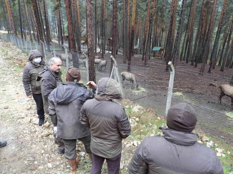 Hayvan üretim istasyonlarında inceleme yapıldı
