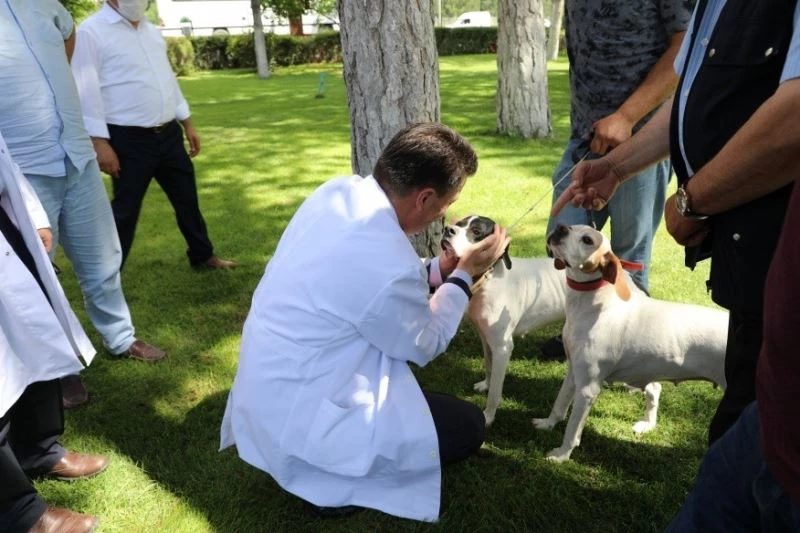 Kimliklendirme yapmayan tehlikeli ırk köpek sahiplerine para cezası verilecek
