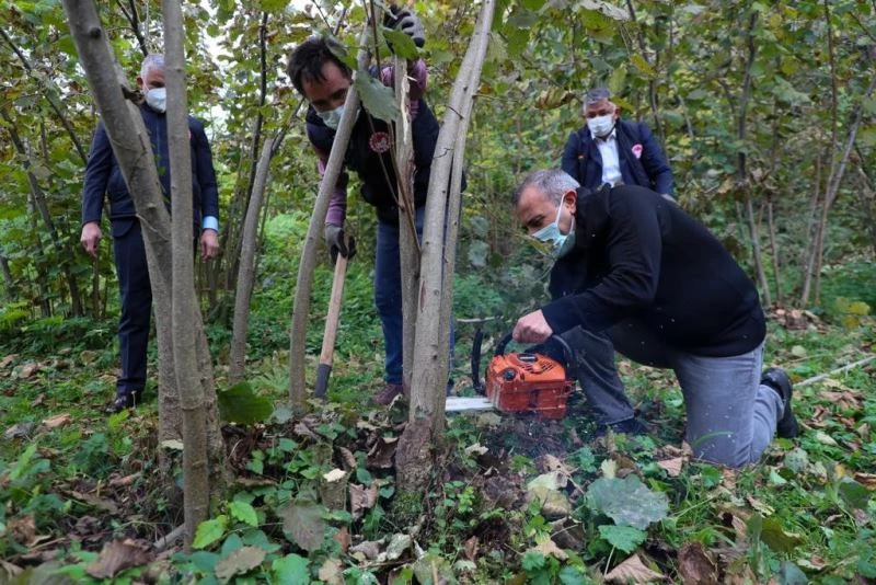 Ordu Valisi fındık sürgünü temizledi
