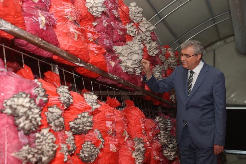 İstiridye mantarı üretimi hızla devam ediyor
