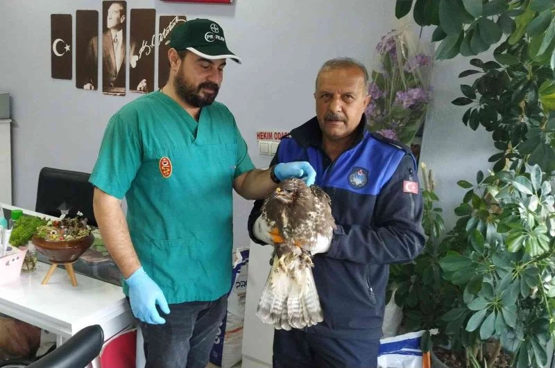 Fırtına mağduru şahini zabıta kurtardı
