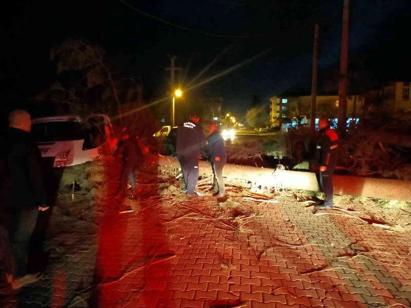 Şiddetli fırtına çam ağacını devirdi

