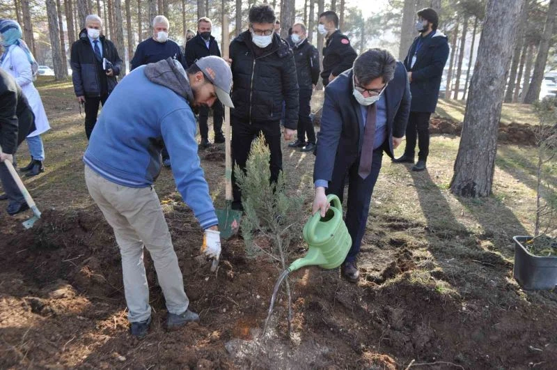Ömrünü dolduran ağaçların yerine yenileri dikildi
