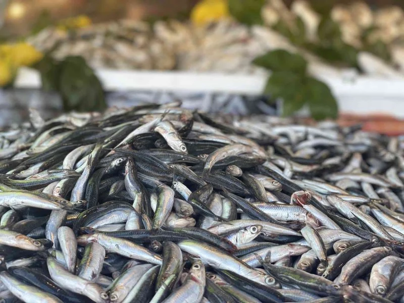 Palamut azaldı, hamsi bollaştı
