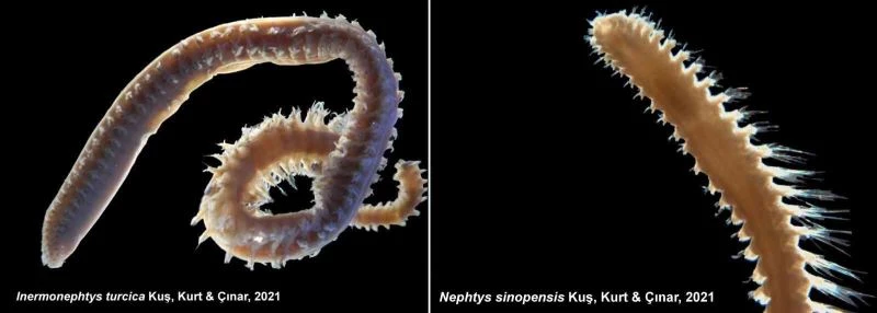 Türk bilim adamları 2 yeni deniz canlısı keşfetti: Dünya literatürüne girdi
