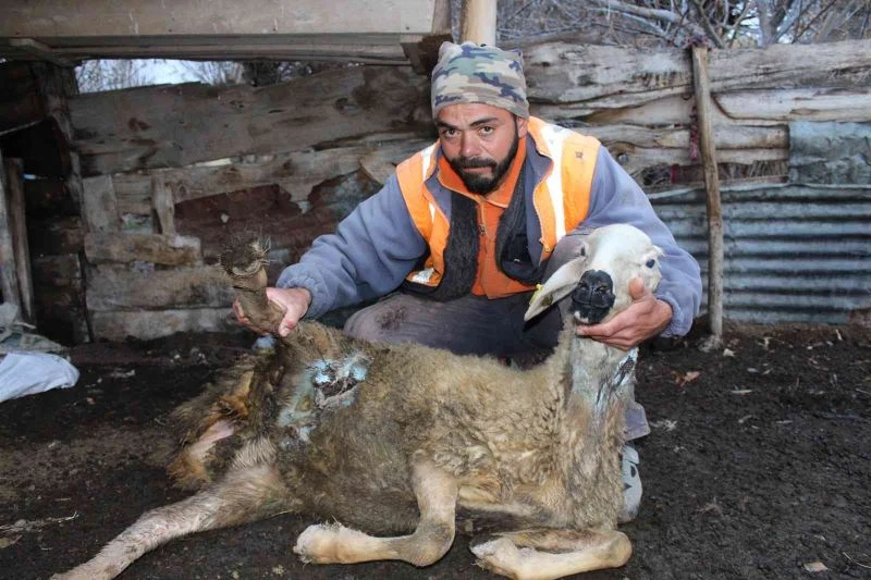 Ağıldan kaçan sürüye ayılar ve kurtlar saldırdı, onlarca hayvan telef oldu
