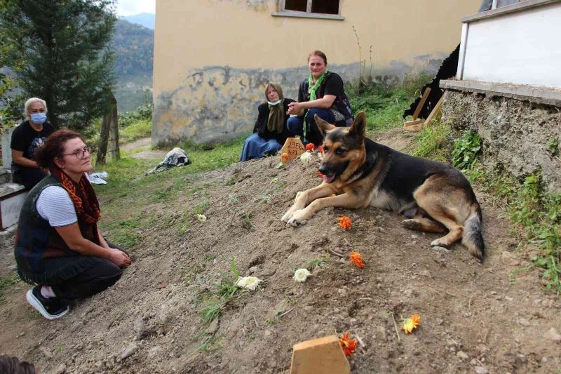 Vefalı köpek, ölen sahibinin mezarı başından bir an olsun ayrılmıyor
