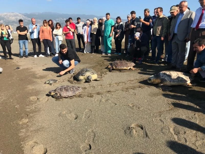 Tedavileri tamamlanan deniz kaplumbağaları denizle buluştu
