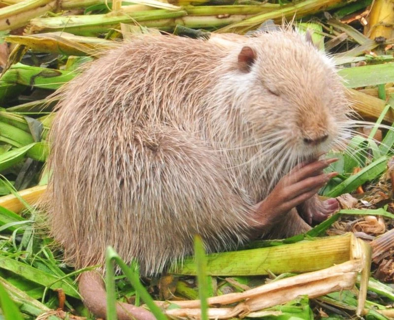 (Özel) Edirneliler şaşkın
