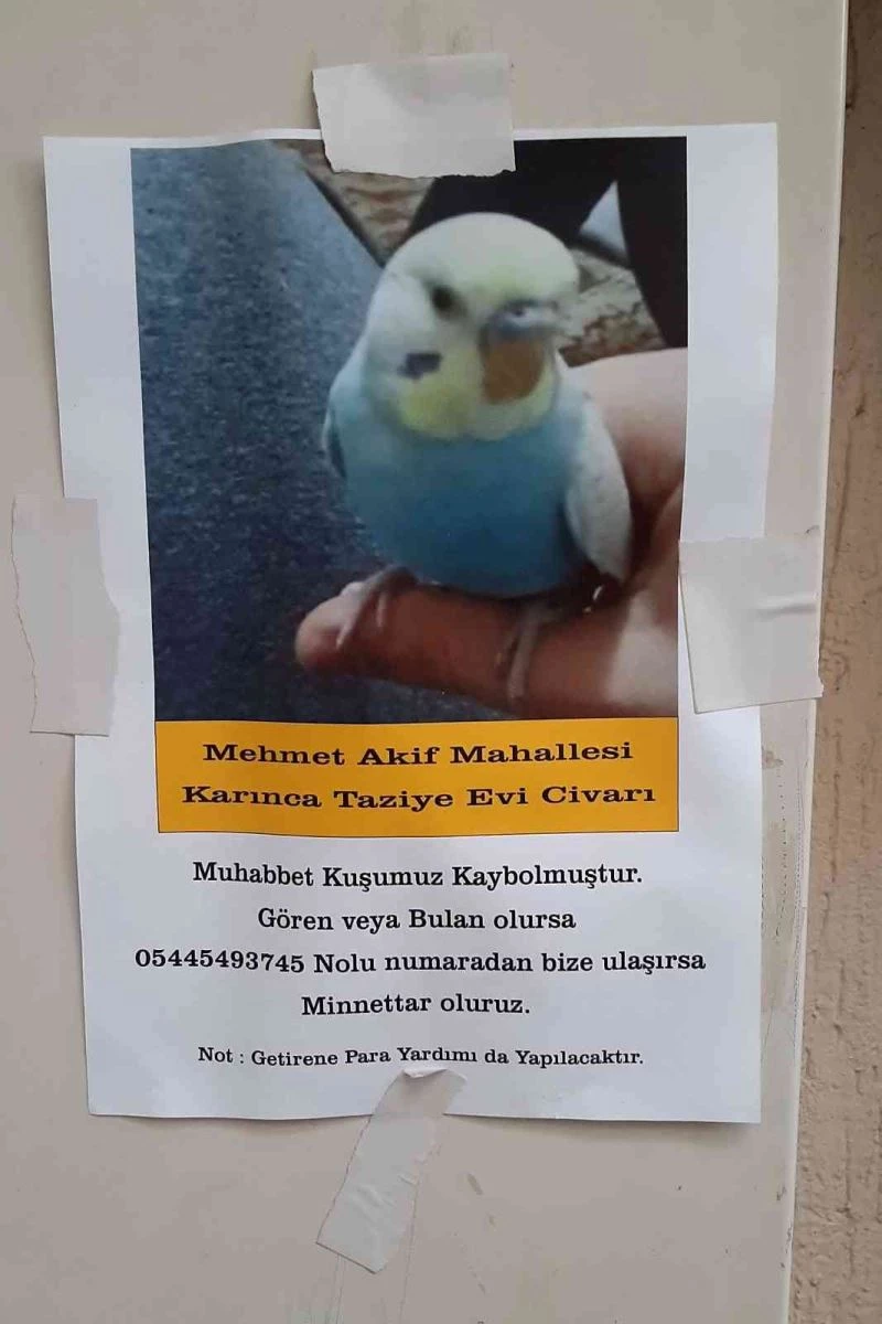 Muhabbet kuşunu bulana ödül
