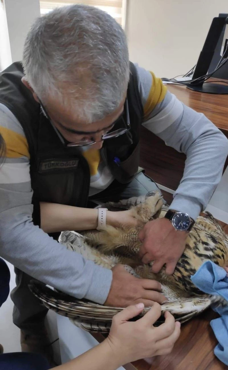 Yaralı halde bulunan puhu kuşu tedavi altına alındı
