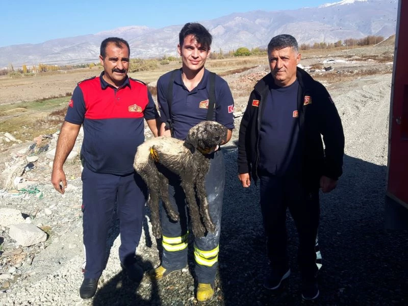 Bataklıkta mahsur kalan yavru köpeğin imdadına itfaiye yetişti
