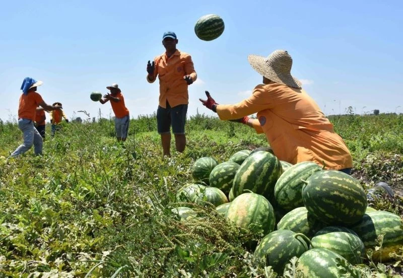 Çiftçilik eğitimi alan hükümlüler tarımsal üretime katkı sağlıyor
