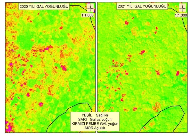Gal arısı ile mücadele sonuç verdi
