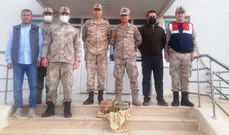 Şanlıurfa’da avcıların ellerinden alınan keklikler doğaya salındı
