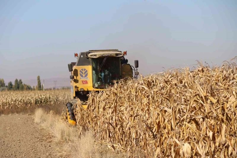  Hasadı başlayan tane mısırda kuraklık nedeniyle rekolte düştü
