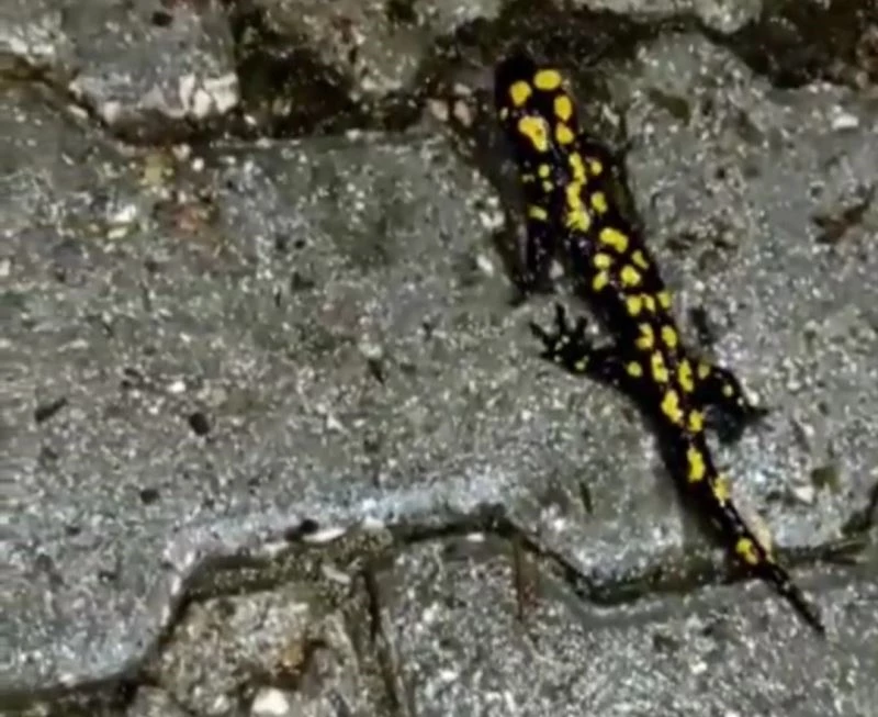 Koruma altında bulunan Anadolu semenderi Elazığ’da görüntülendi
