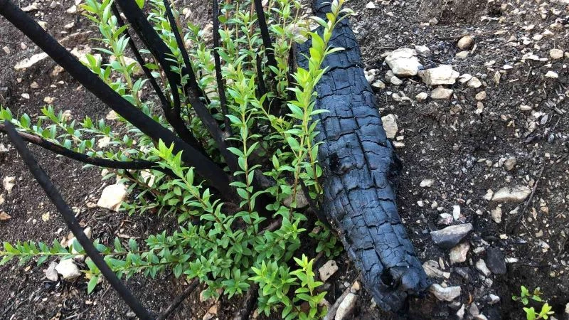 Sütçüler’de küle dönen orman yeşillenmeye başladı
