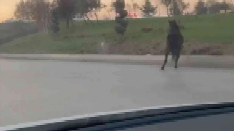 Bursa’da başıboş at anayolda tehlike saçtı
