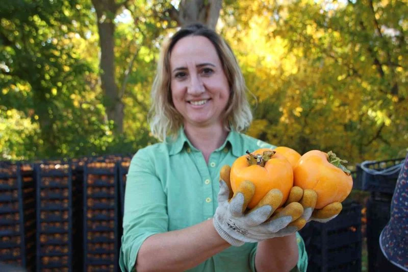  Gencinden yaşlısına, kadınından erkeğine herkes hurma hasadında
