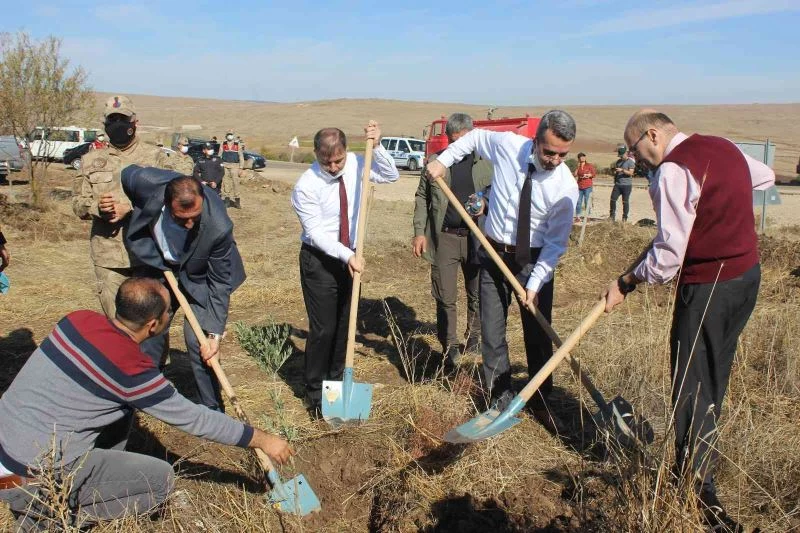 Kilis Adalet Orman’ına 500 zeytin fidanı dikildi
