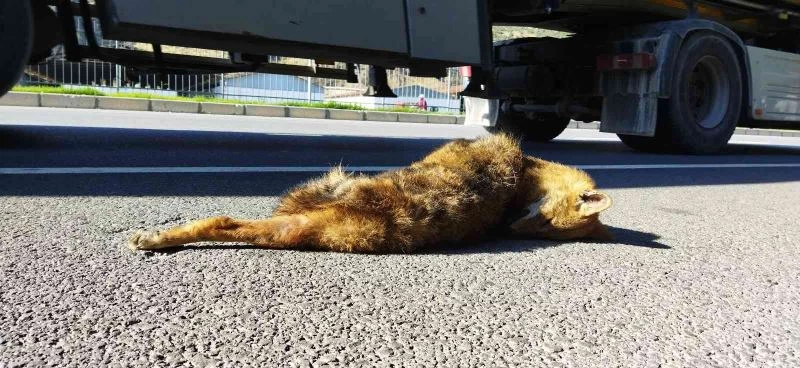 EKODOSD, karayolunda ölen yaban hayvanlarına dikkat çekti
