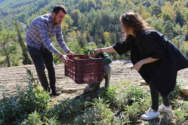Akseki’de adaçayı hasatı yapılıyor

