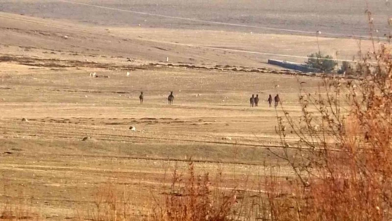 Kars’ta yılkı atlarının köpekleri kovalaması kameraya yansıdı
