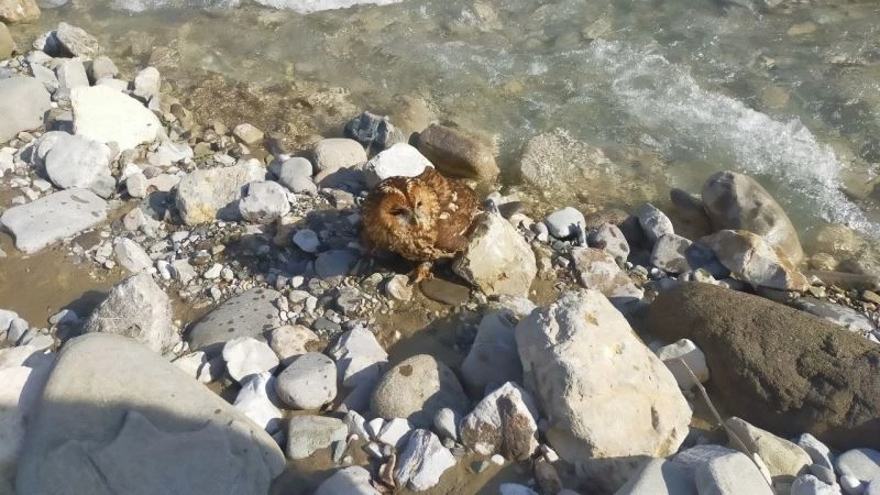 Vinç operatörü yaralı bulduğu baykuşu Milli Parklar yetkililerine teslim etti
