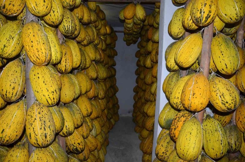 Kırkağaç’ın yazlık kavunları kışlık sofralar için bekliyor
