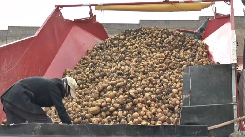 Tarladan sofraya patates
