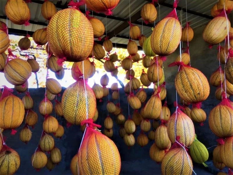 Fileye giren kavunların raf ömrü uzuyor
