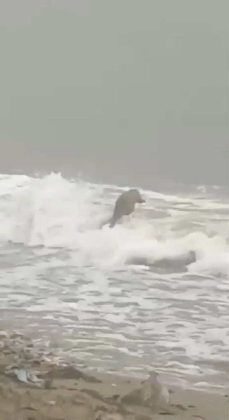 Lodosta karaya vuran su samuru karnının doyururken görüntülendi

