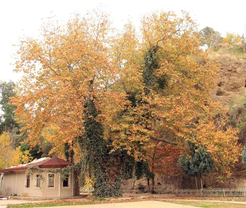 Pınarbaşı sonbaharın renklerine büründü
