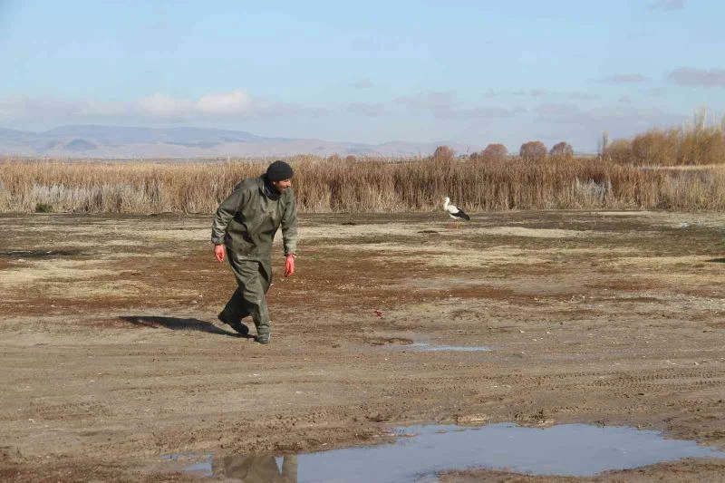 Limanı mesken tutan göç etmeyen leyleği balıkçılar küçük balıklarla besliyor
