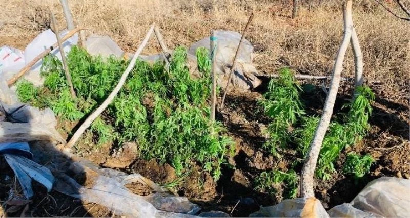 Evinin bahçesindeki serada uyuşturucu ekmiş
