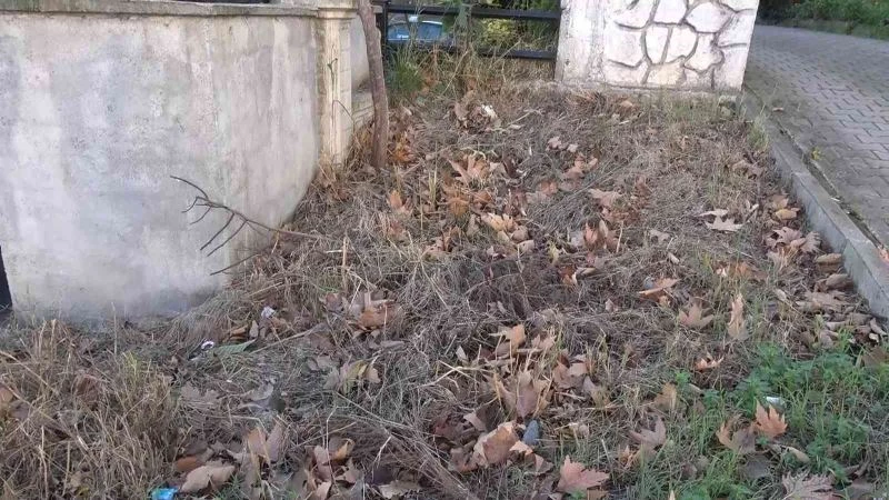 Bursa’da sokak kedilerini zehirlediler, mahalle sakinleri gözyaşı döktü
