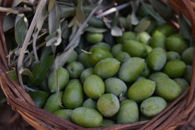 Zeytinyağı fiyatları, bir ayda en yüksek rakama ulaştı

