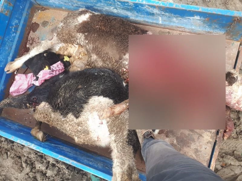 Tekirdağ’da kurtlar ahıra saldırdı, çok sayıda hayvan telef oldu
