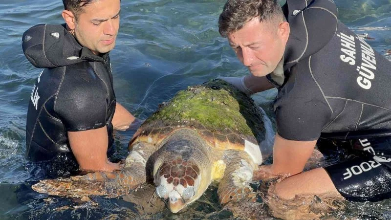 Devasa caretta caretta biranda yüzeye çıktı, öldüğü belirlendi
